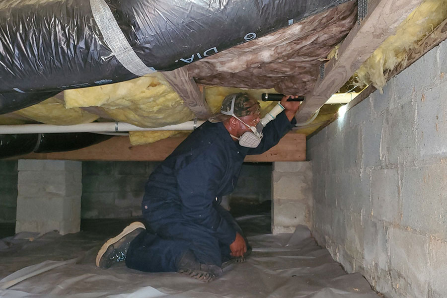 home-inspector-looking-for-pests-at-house-basement-climax-nc